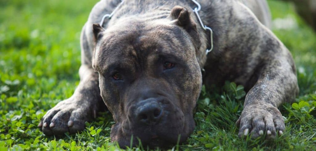 Dog Coughing but Hasn't Been Around Other Dogs