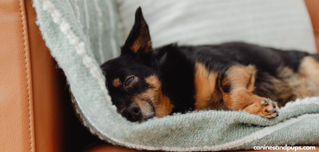 Dog Diarrhea With Blood After Food Change