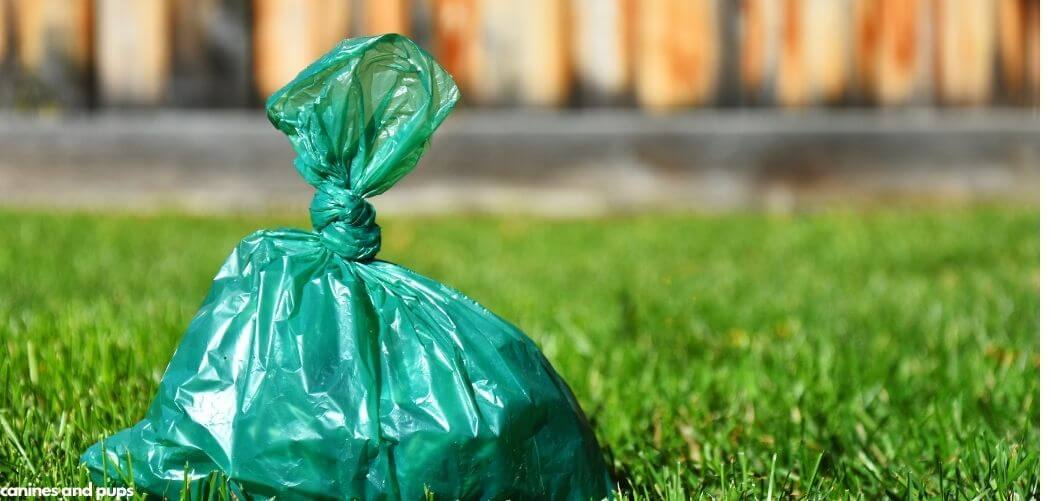 Dog Eating Poop Bags