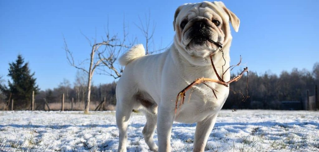 Dog Eating Poop in Winter