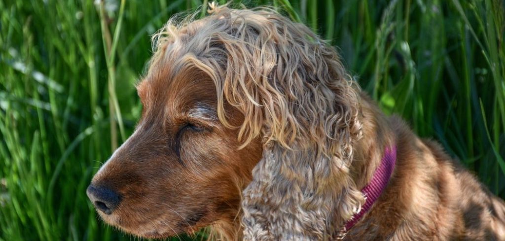 Dog Licking Due to Allergies