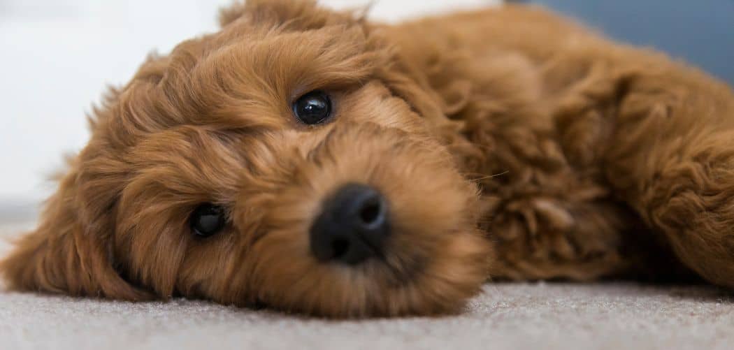 Dog Licking Paws and Rubbing Eyes