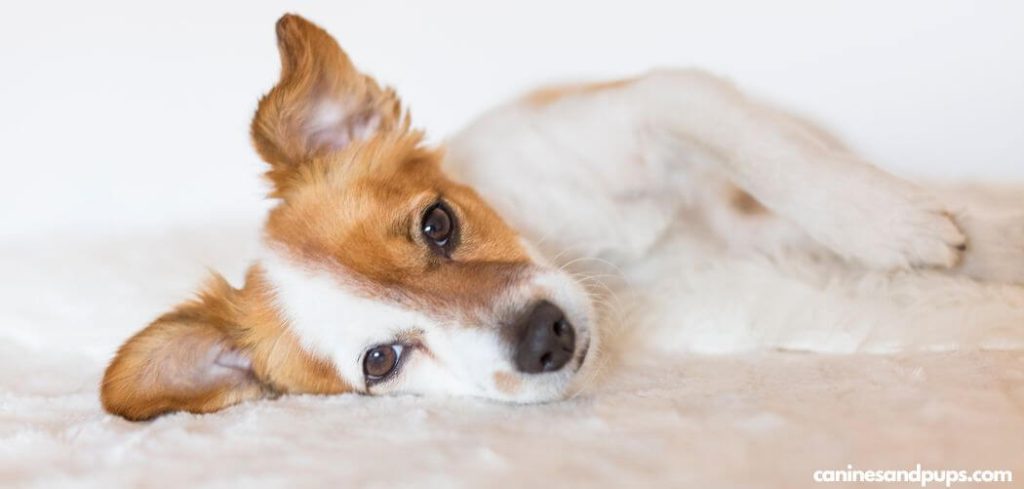 Dog Panting Before Pooping