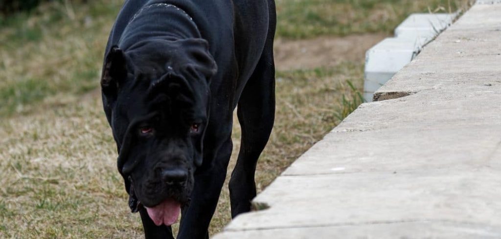 Dog Walking With Arched Back and Tail Down