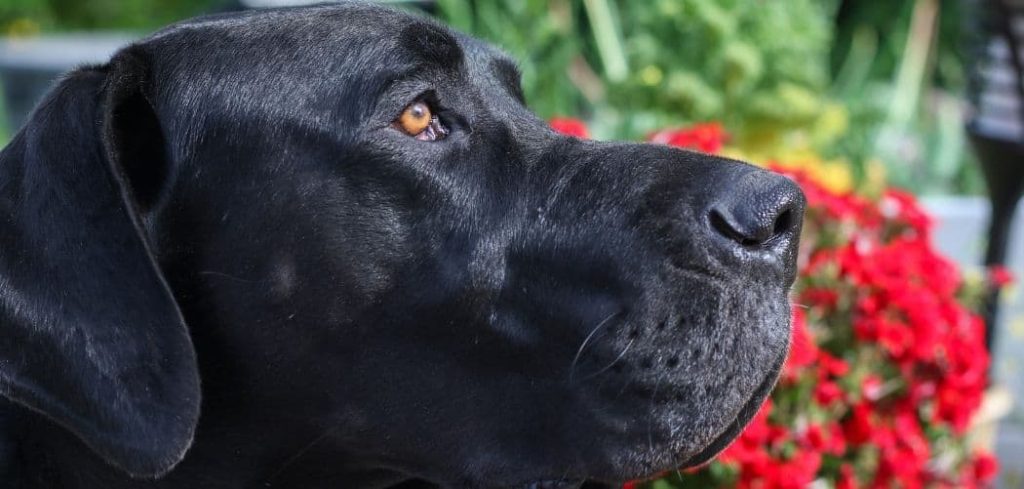 Old Dog Eyes Bulging