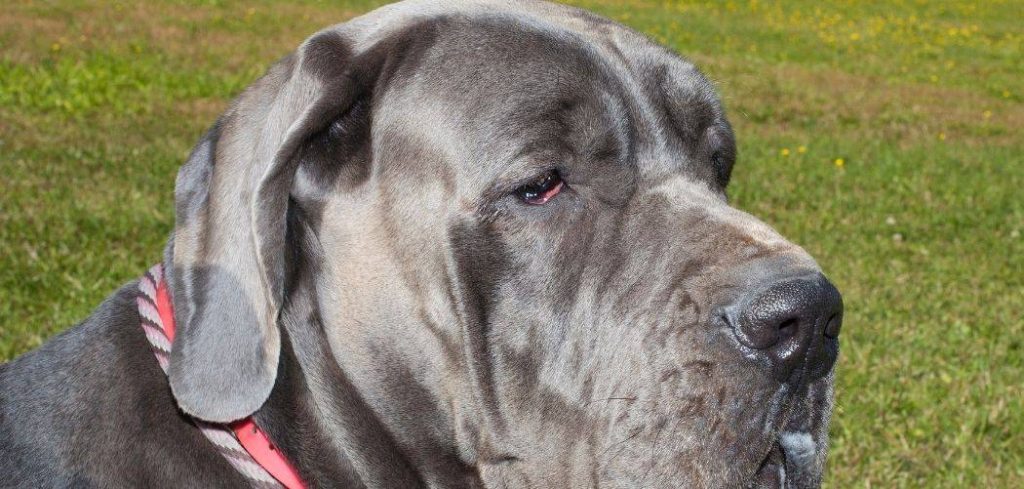 Old Dog Tilting Head to One Side and Shaking Head