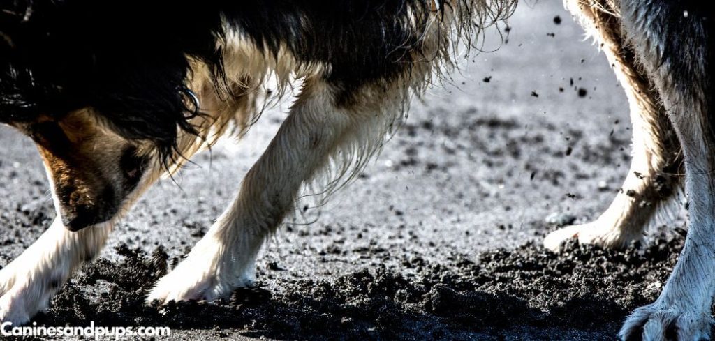 Dog Poop Black From Eating Dirt