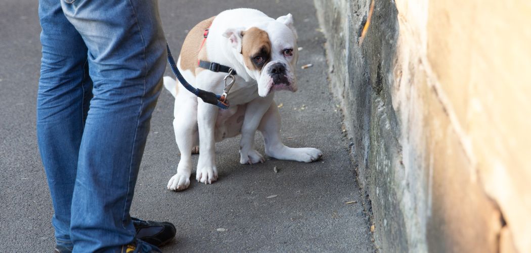Dog Poop Is Black and Runny