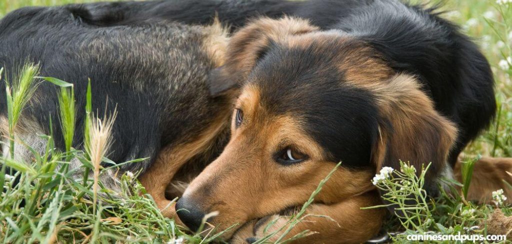 Dog Pooping Clumps of Hair