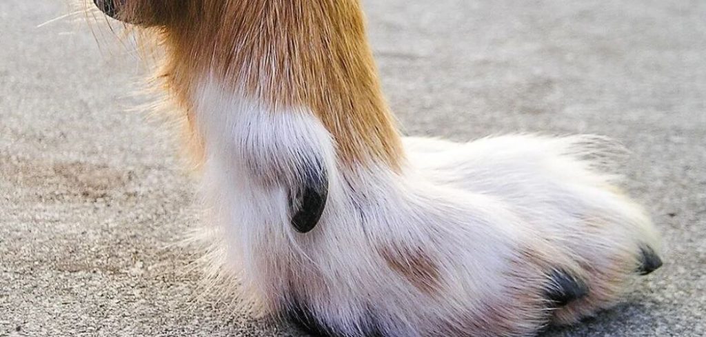 Dog dewclaw