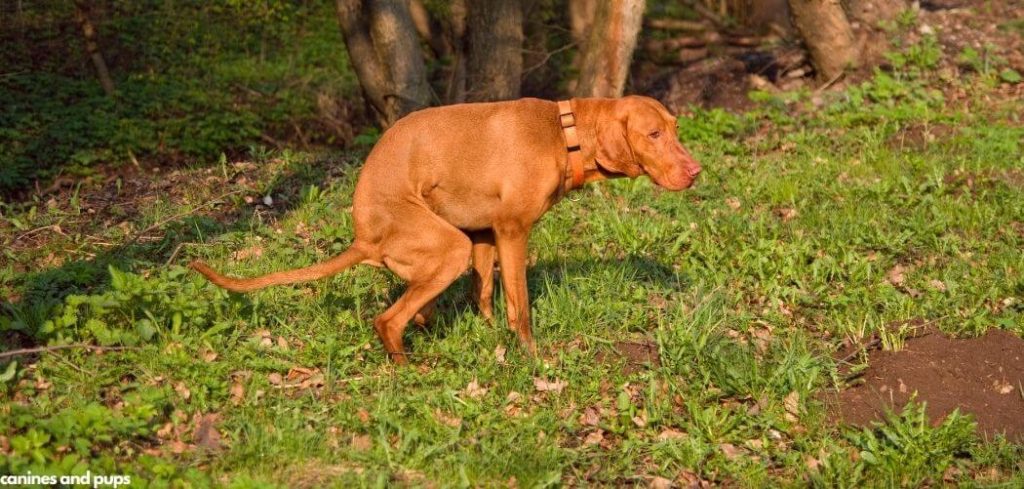 Yellow Dog Poop and Constipation