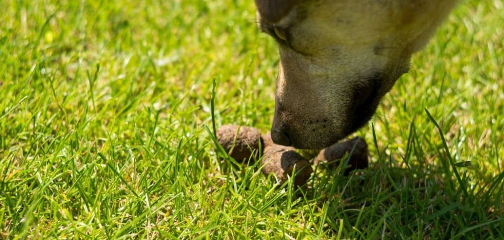 Yellow Dry Crumbly Dog Poop