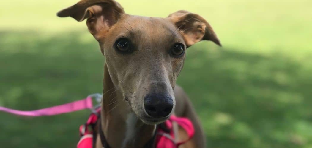 blue fawn whippet