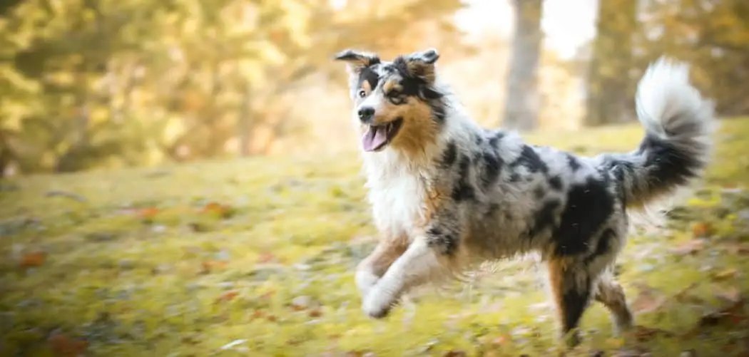 blue merle tricolor Australian Shepherd