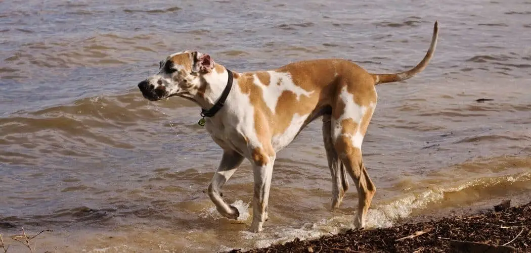 chocolate harlequin great dane