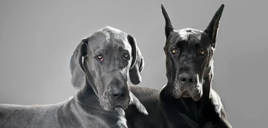 cropped vs uncropped Great Dane